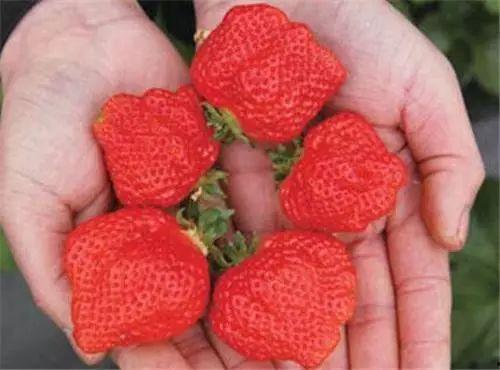 草莓热点爆料怎么做的视频,轻松上手，打造吸睛短视频  第2张